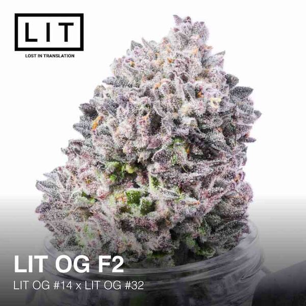 Cannabissamen LIT OG F2 feminisiert von LIT Farms – Bild 3