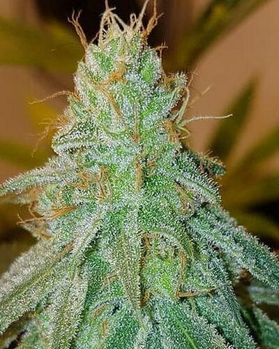 Adrenaline Dragon Regular