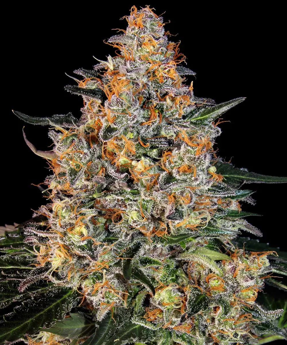 Bubba Kush feminised cannabis seeds by Barney's Farm for indoor and outdoor