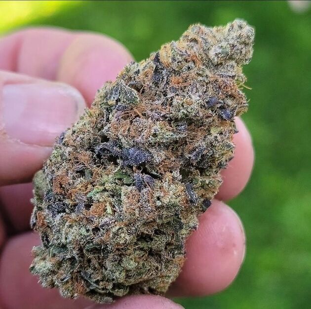 Cannabissamen Grand Master Chem Regulär von Lucky Dog Cannabis Co. für Indoor und Outdoor – Bild 2