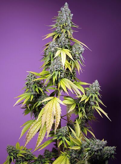 Auto Jet Fuel Mandarine XL