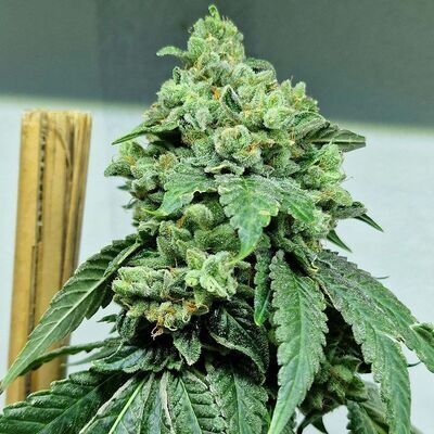 Moulin Rouge OG Regular