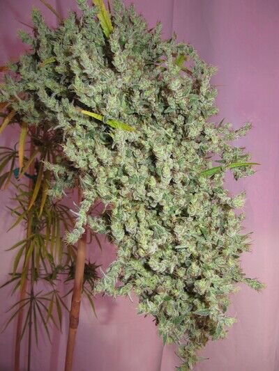 Neville's Haze Régulier