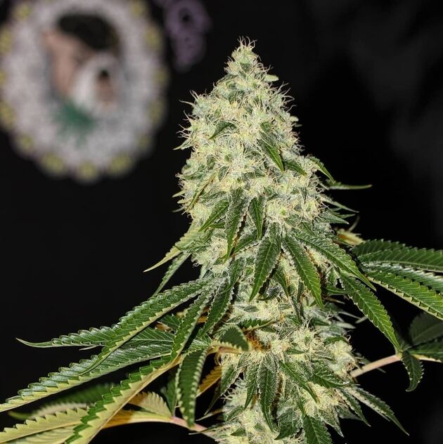Cannabissamen Guerilla Fume Regulär von Lucky Dog Cannabis Co. für Indoor und Outdoor – Bild 3