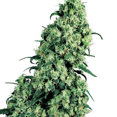Skunk Nr. 1