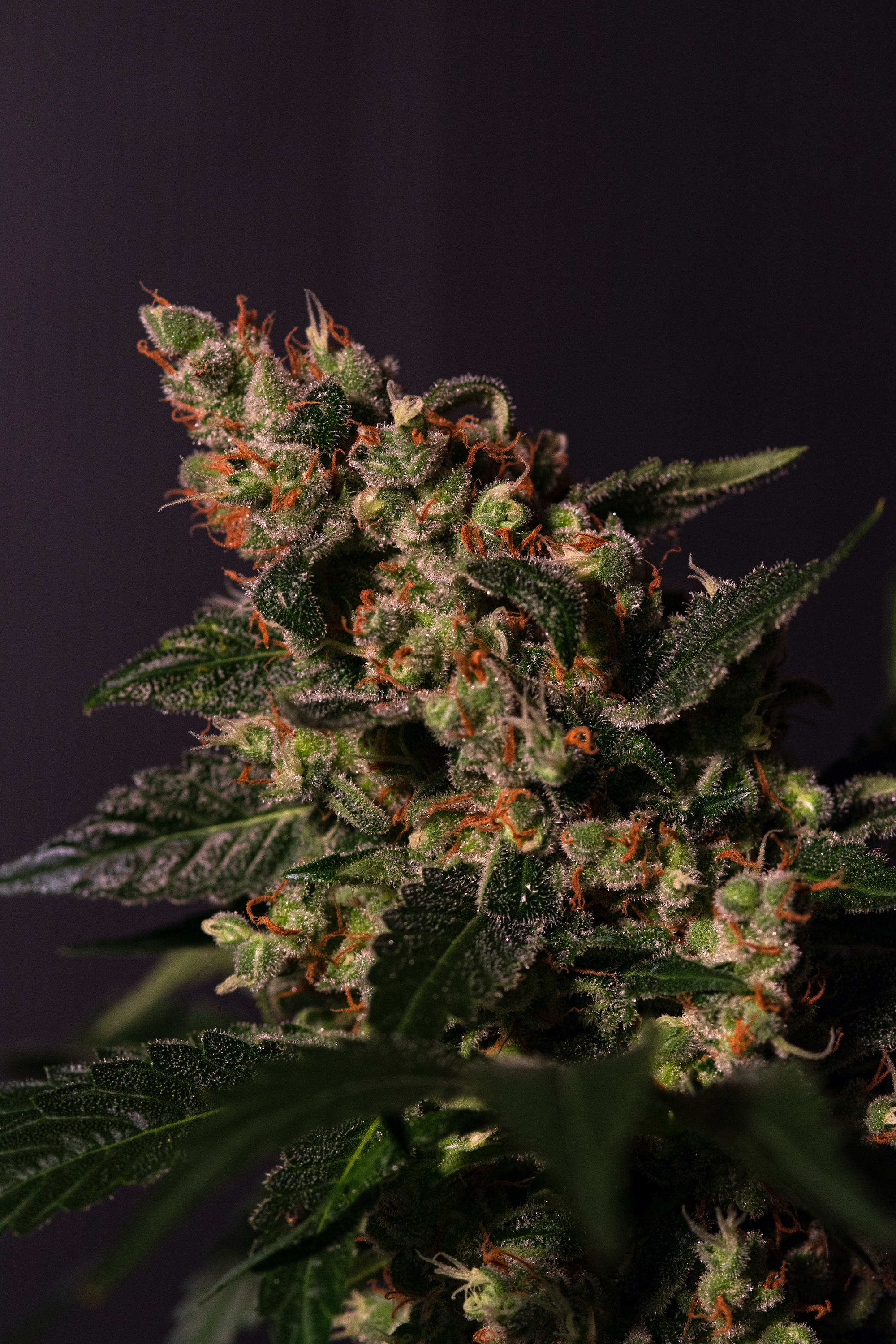 Graines de cannabis Lemon Larry OG féminisées de Helvetic Seeds pour intérieur et extérieur – image 3