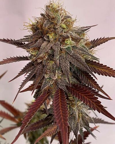 Garlic Stash #21 Regular