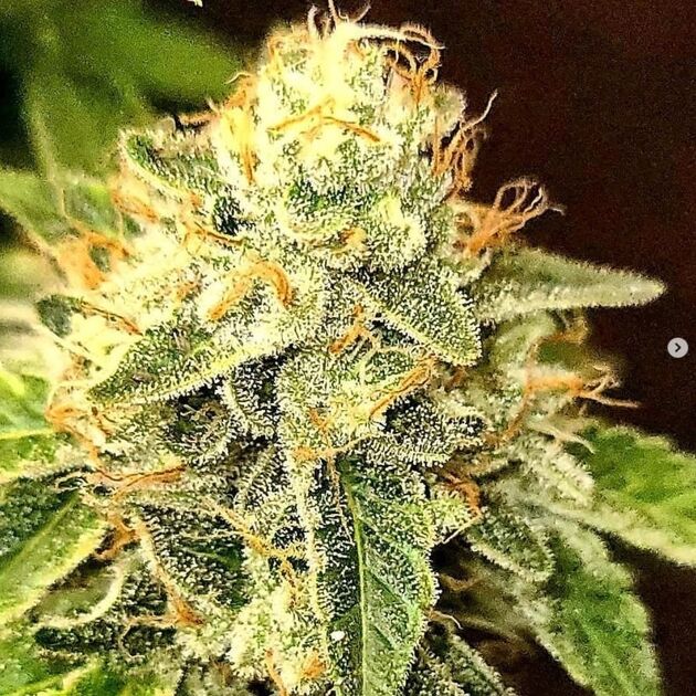 Twin Peaks Regular cannabis seeds by Lucky Dog Cannabis Co. for indoor and outdoor – image 3