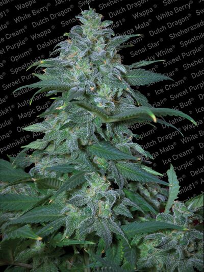 Magic Bud