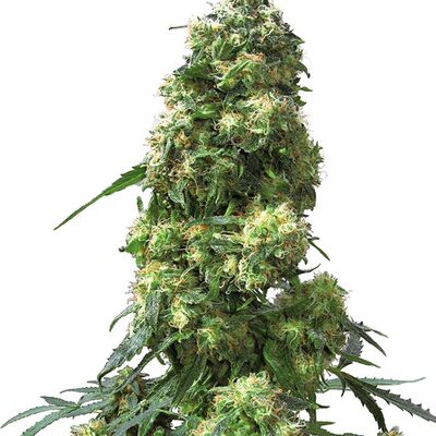 Early Skunk