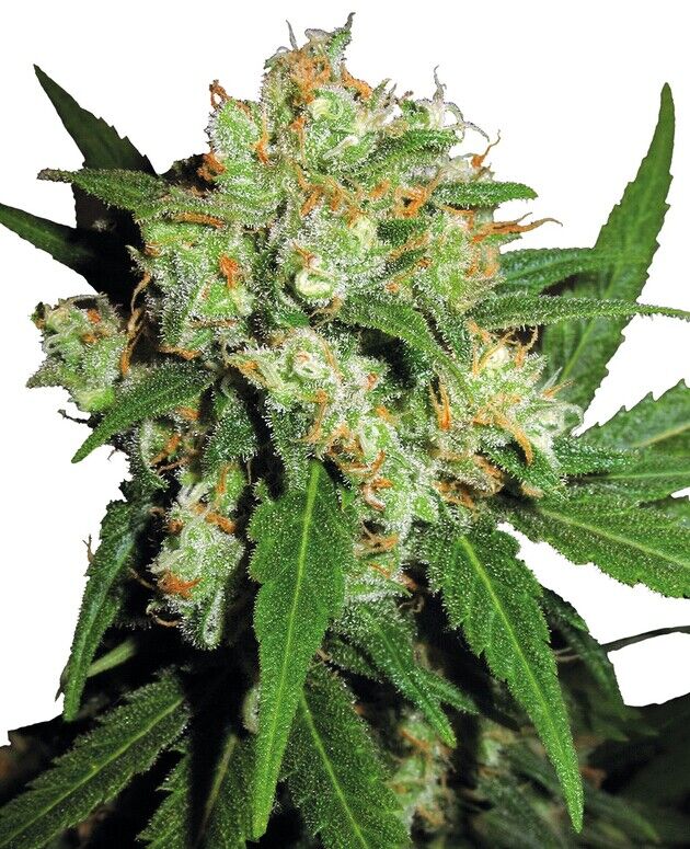 Cannabissamen Sensi Skunk Regulär von Sensi Seeds für Indoor und Outdoor