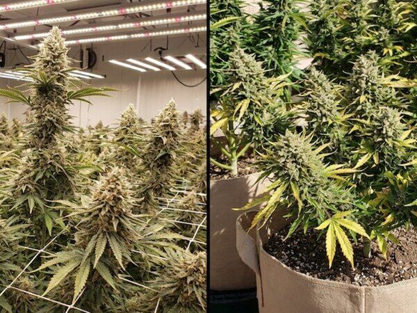 Autoflowering vs. Photoperiodische Hanfsamen