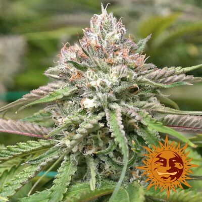 Peyote Critical Limited Edition