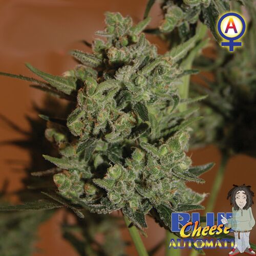 Cannabissamen Auto Blue Cheese feminisiert von Big Buddha Seeds für Indoor und Outdoor – Bild 2