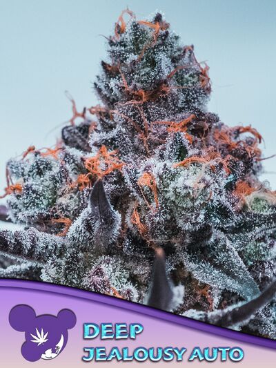 Auto Deep Jealousy