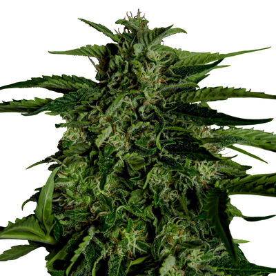 Auto Apollo F1 (F1-Hybrid)