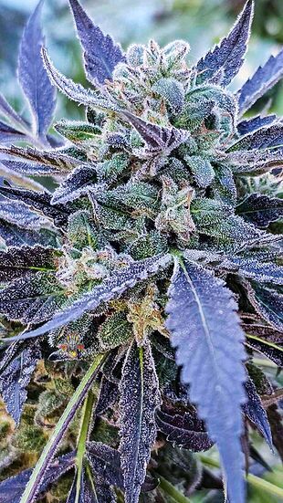 Maui Mac Dragon Regular cannabis seeds by Dragons Flame Genetics for indoor and outdoor – image 3