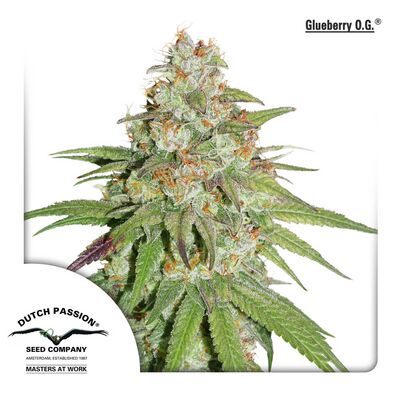 Glueberry O.G.