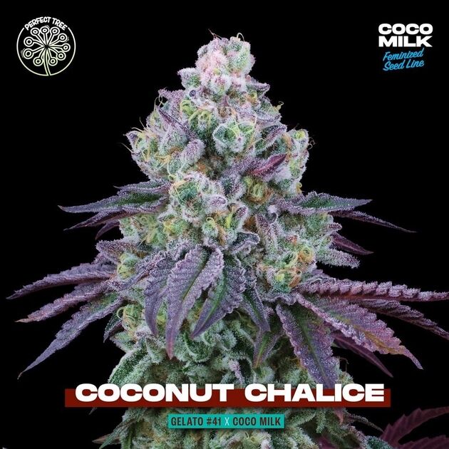 Graines de cannabis Coconut Chalice féminisées de Perfect Tree Seeds pour intérieur et extérieur – image 3