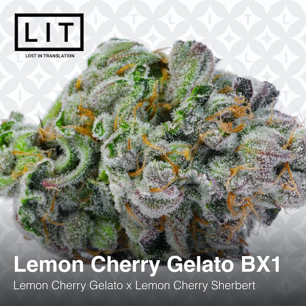 Cannabissamen Lemon Cherry Gelato BX1 feminisiert von LIT Farms – Bild 2