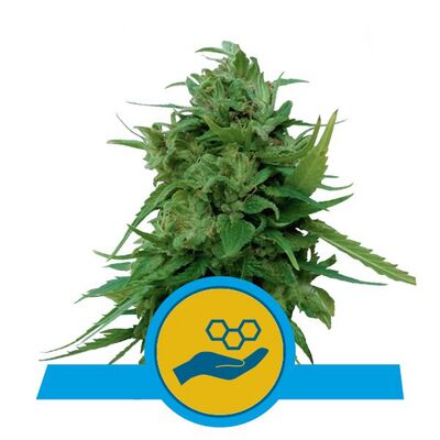 Auto Solomatic CBD