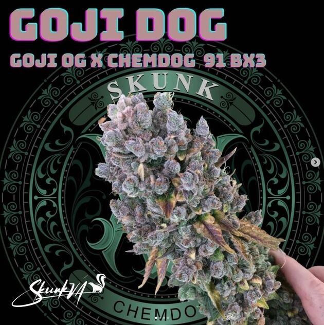 Cannabissamen Goji Dog Regulär von Lucky Dog Cannabis Co. für Indoor und Outdoor – Bild 2