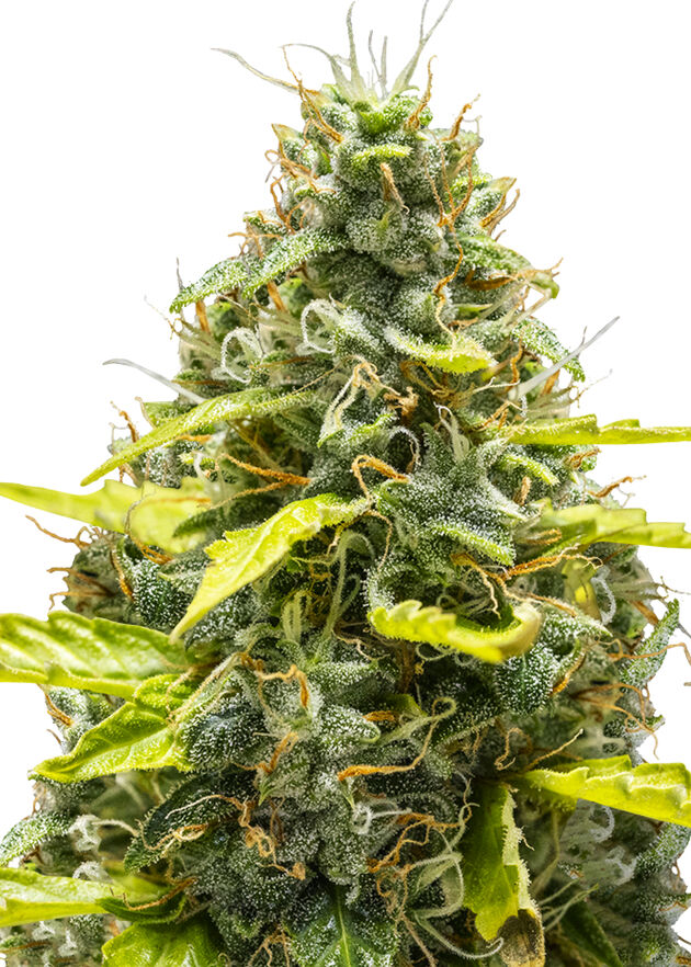 Cannabissamen Auto Royal Runtz feminisiert von Royal Queen Seeds für Indoor und Outdoor