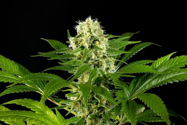 Cannabissamen Amnesi-K Haze feminisiert von Kannabia für Indoor und Outdoor – Bild 2