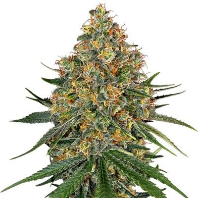White Cheese