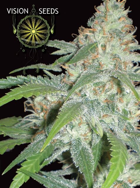 Graines de cannabis Amnesia féminisées pour culture en intérieur et en extérieur – photo 2