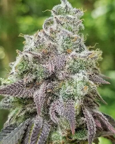 White Larry Dragon Regular