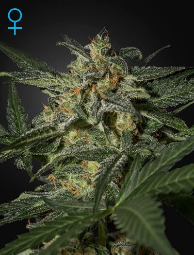 Auto White Widow
