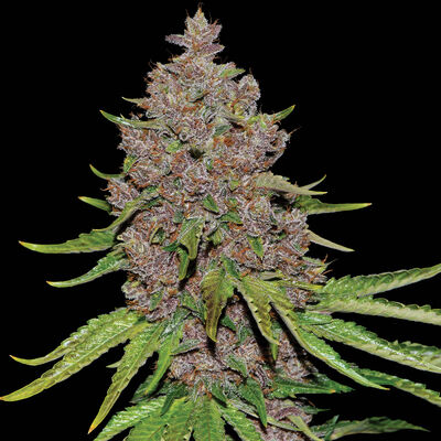 Purple Haze