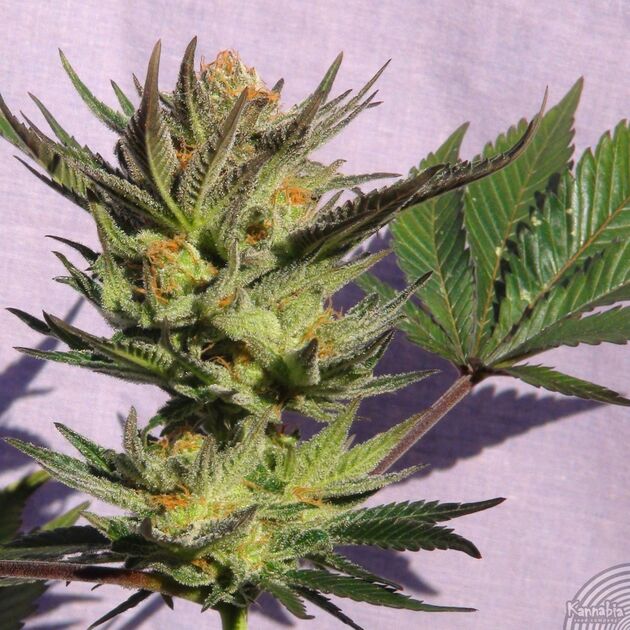 Graines de cannabis Gypsy Kush féminisées de Kannabia pour intérieur et extérieur – image 2