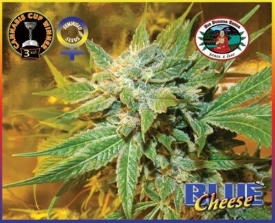 Blue Cheese