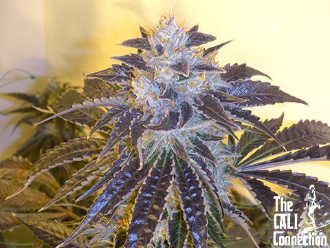 Cannabissamen Grape OG feminisiert von The Cali Connection für Indoor und Outdoor – Bild 2