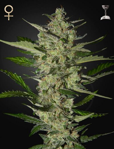 Flowerbomb Kush