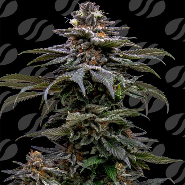 Purple Overload feminised cannabis seeds for indoor and outdoor