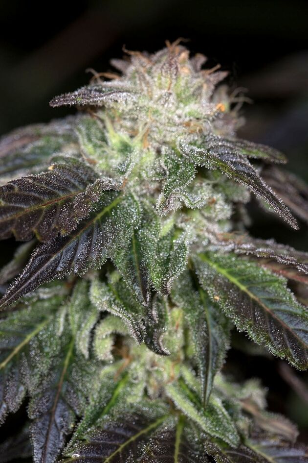 Graines de cannabis OG Kush féminisées de Humboldt Seed Org. pour intérieur et extérieur – image 3