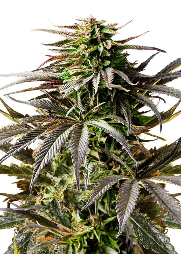 Graines de cannabis Auto Cherry Pie féminisées de Royal Queen Seeds pour intérieur et extérieur