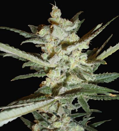 Auto Supersonic Cristal Storm