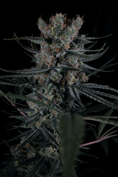 Courtesy x Dorothy Regulär