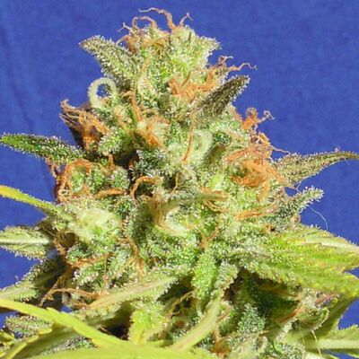 Auto Zkittlez