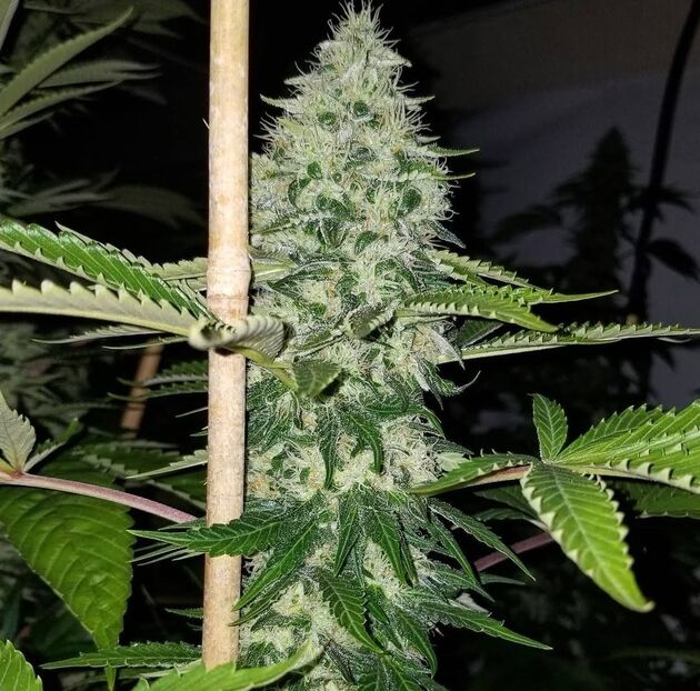 Cannabissamen Hunza Valley 91 Regulär von Lucky Dog Cannabis Co. für Indoor und Outdoor – Bild 5