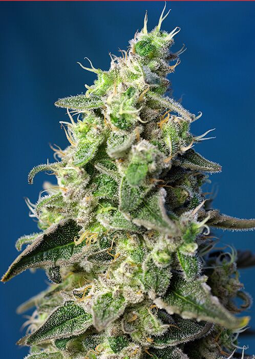 Cannabissamen Green Poison XL Auto Autoflower feminisiert für Indoor und Outdoor – Bild 2