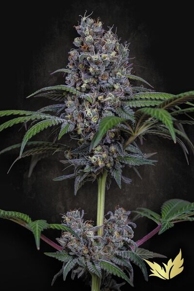 Sweetopia