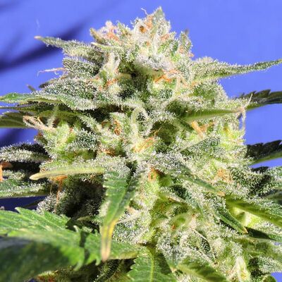 Auto Lemonberry Haze
