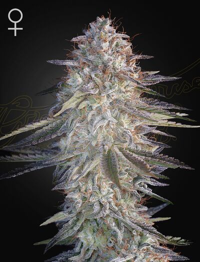 Super Lemon Haze x Pink Candy
