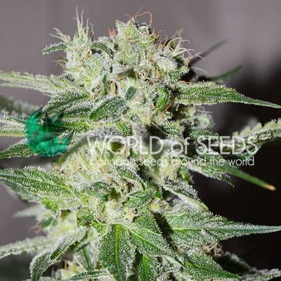 Pakistan Valley Early Harvest