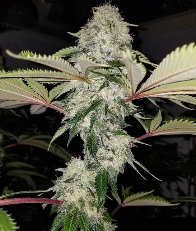 Cannabissamen Chem Fuego Regulär von Lucky Dog Cannabis Co. für Indoor und Outdoor – Bild 5